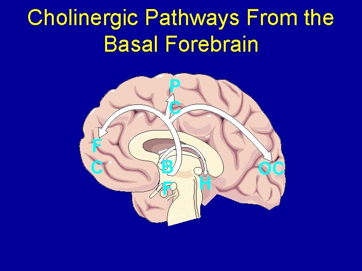 Cholinergic Pathways From the Basal Forebrain P C F C B F H OC