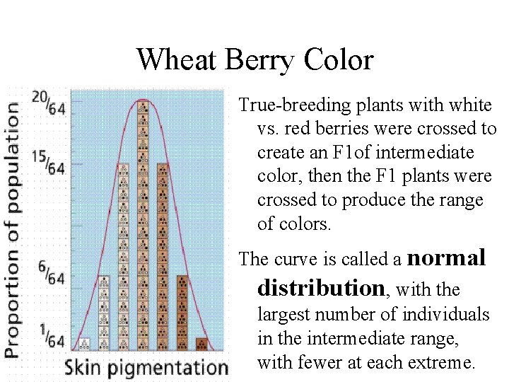 Wheat Berry Color True-breeding plants with white vs. red berries were crossed to create