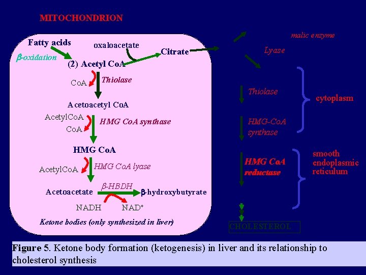 MITOCHONDRION Fatty acids -oxidation OAA malate pyruvate+NADPH malic enzyme oxaloacetate Citrate Lyase (requires ATP) MITOCHONDRION Fatty acids -oxidation OAA malate pyruvate+NADPH malic enzyme oxaloacetate Citrate Lyase (requires ATP)