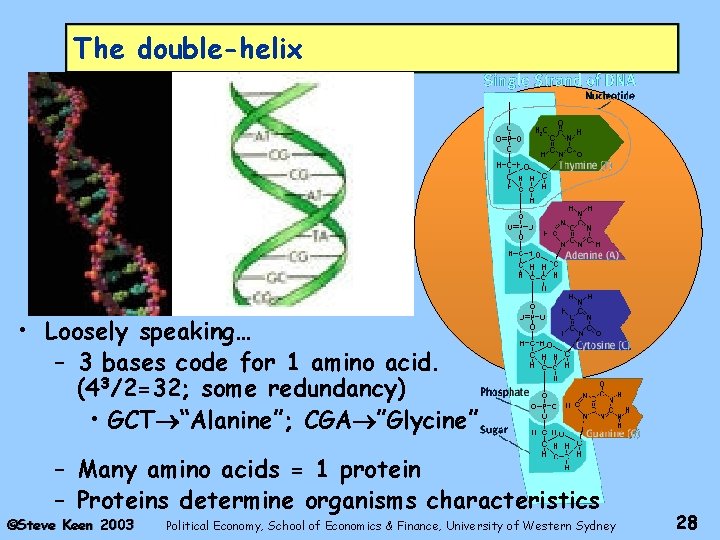 The double-helix • Loosely speaking… – 3 bases code for 1 amino acid. (43/2=32;