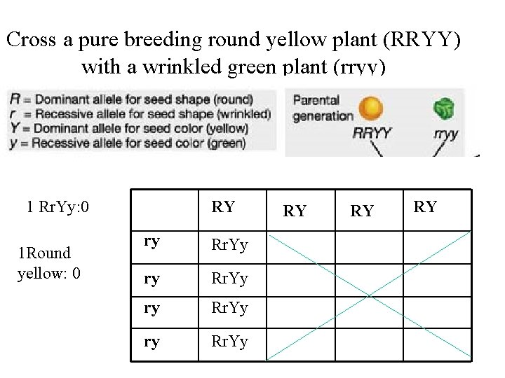 Cross a pure breeding round yellow plant (RRYY) with a wrinkled green plant (rryy)