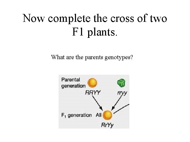 Now complete the cross of two F 1 plants. What are the parents genotypes?