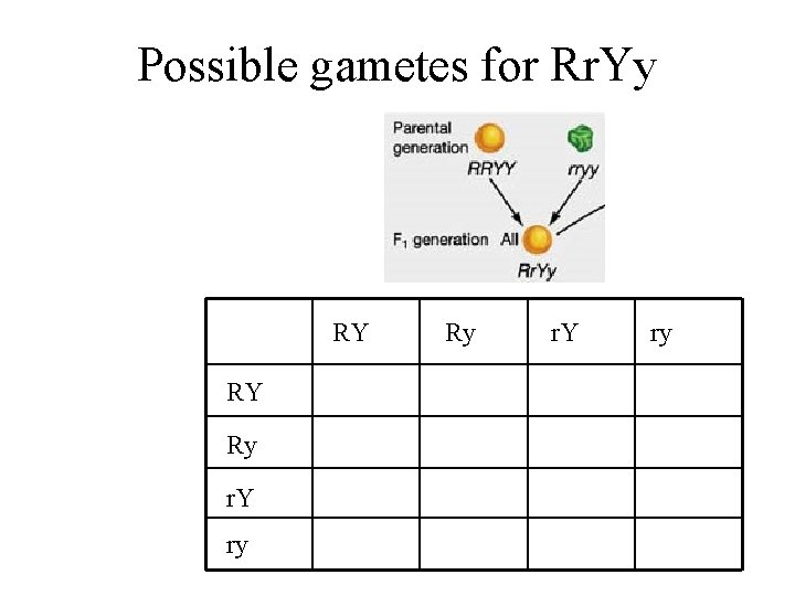 Possible gametes for Rr. Yy RY RY Ry r. Y ry 