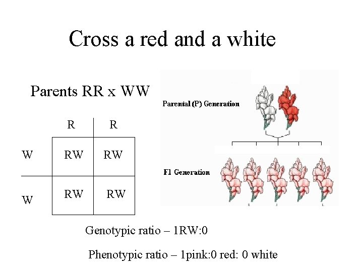 Cross a red and a white Parents RR x WW R R W RW