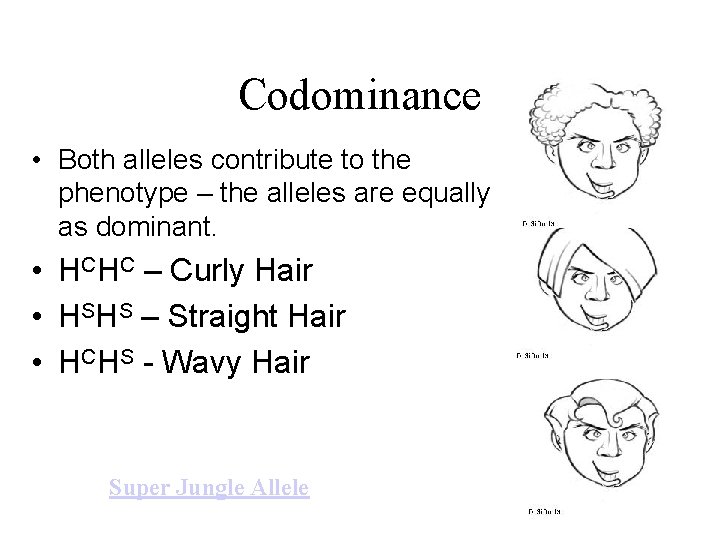 Codominance • Both alleles contribute to the phenotype – the alleles are equally as