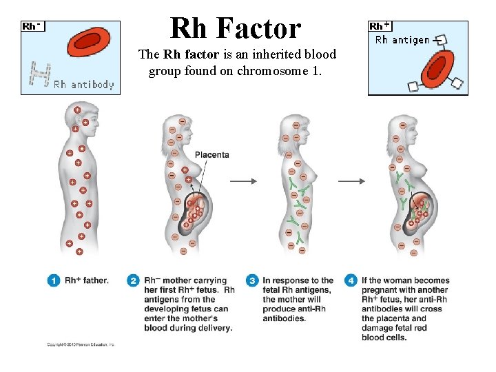 Rh Factor The Rh factor is an inherited blood group found on chromosome 1.