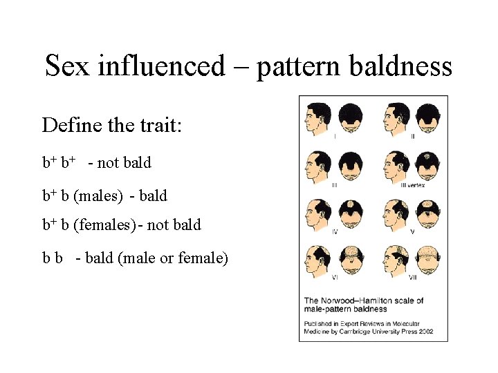 Sex influenced – pattern baldness Define the trait: b+ b+ - not bald b+