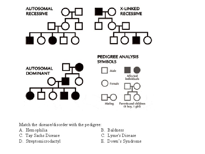 Match the disease/disorder with the pedigree: A. Hemophilia B. Baldness C. Tay Sachs Disease