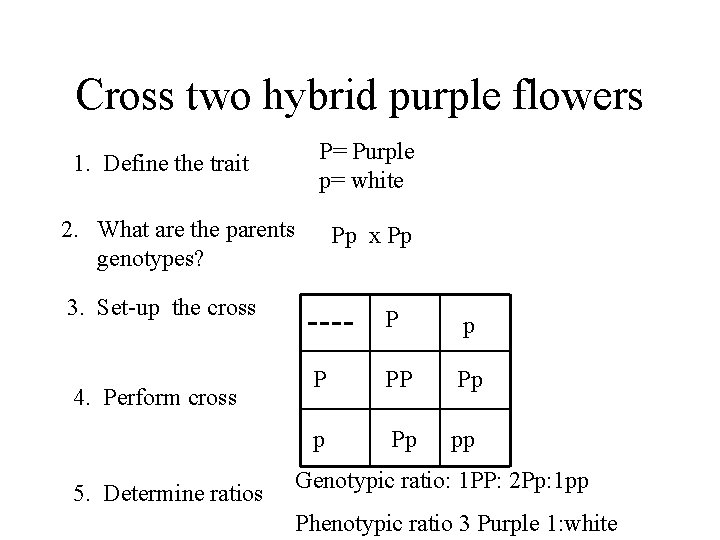 Cross two hybrid purple flowers 1. Define the trait P= Purple p= white 2.