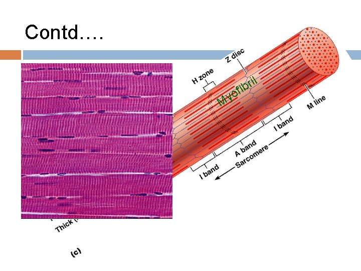 Contd…. o y M f l i r ib 