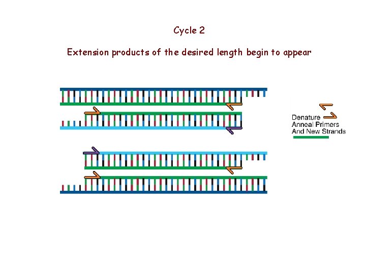 Cycle 2 Extension products of the desired length begin to appear 