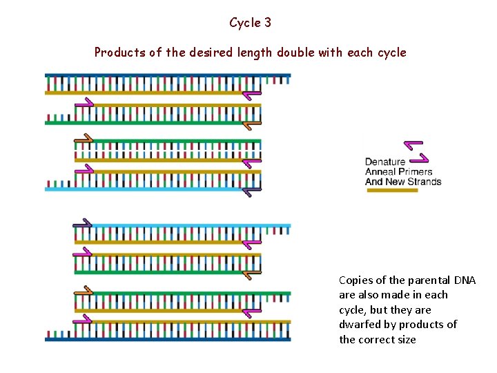 Cycle 3 Products of the desired length double with each cycle Copies of the