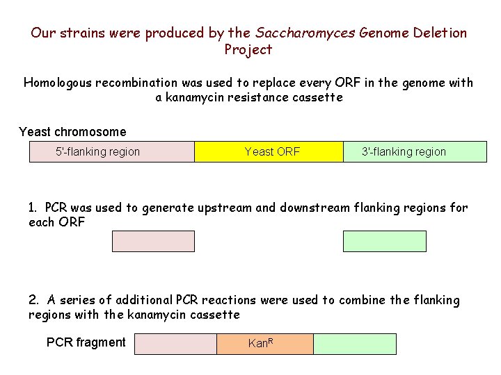 Our strains were produced by the Saccharomyces Genome Deletion Project Homologous recombination was used
