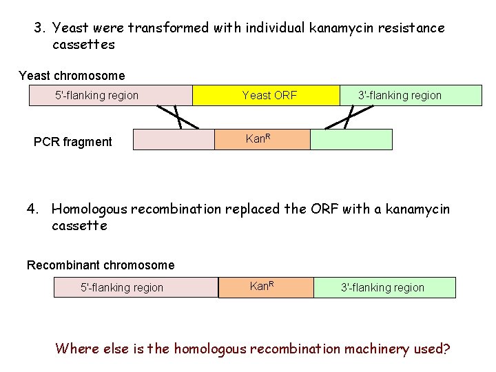 3. Yeast were transformed with individual kanamycin resistance cassettes Yeast chromosome 5'-flanking region PCR