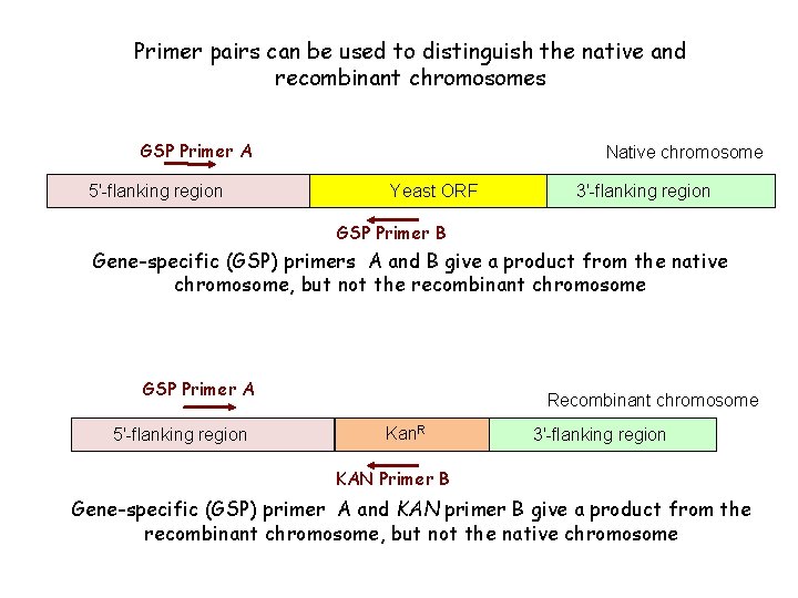 Primer pairs can be used to distinguish the native and recombinant chromosomes GSP Primer