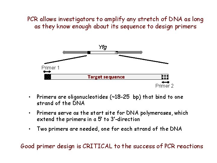 PCR allows investigators to amplify any stretch of DNA as long as they know