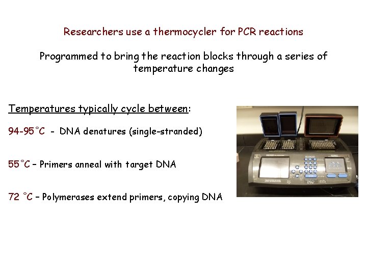 Researchers use a thermocycler for PCR reactions Programmed to bring the reaction blocks through