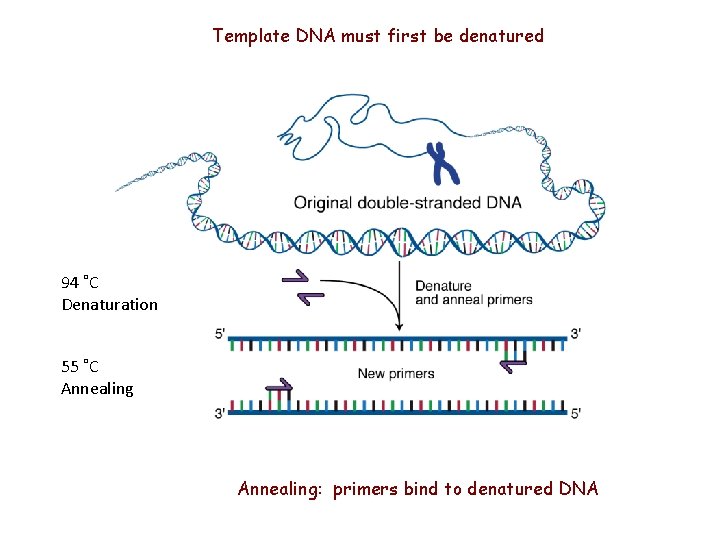 Template DNA must first be denatured 94 ˚C Denaturation 55 ˚C Annealing: primers bind
