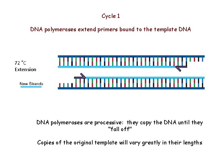Cycle 1 DNA polymerases extend primers bound to the template DNA 72 ˚C Extension