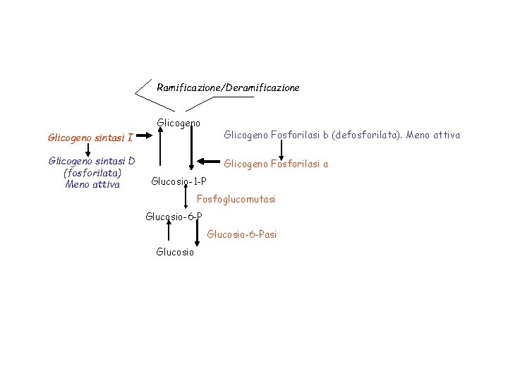 Ramificazione/Deramificazione Glicogeno sintasi I Glicogeno Fosforilasi b (defosforilata). Meno attiva Glicogeno sintasi D (fosforilata)