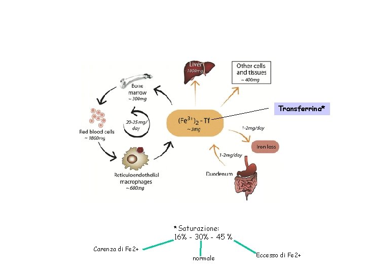 Transferrina* *Saturazione: 16% - 30% - 45 % Carenza di Fe 2+ normale Eccesso