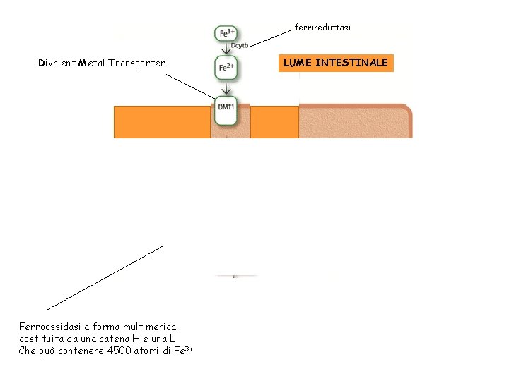 ferrireduttasi Divalent Metal Transporter LUME INTESTINALE Ossidasi Cu-dipendenti Ferroossidasi a forma multimerica costituita da