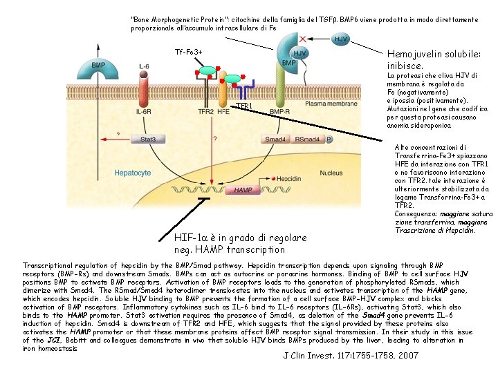 “Bone Morphogenetic Protein”: citochine della famiglia del TGFb. BMP 6 viene prodotta in modo