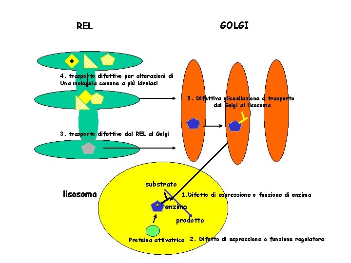 GOLGI REL 4. trasporto difettivo per alterazioni di Una molecula comune a più idrolasi