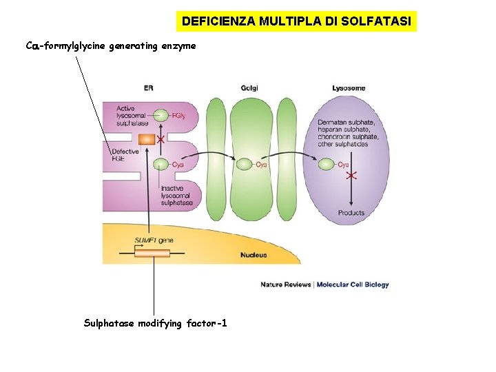 DEFICIENZA MULTIPLA DI SOLFATASI Ca-formylglycine generating enzyme Sulphatase modifying factor-1 