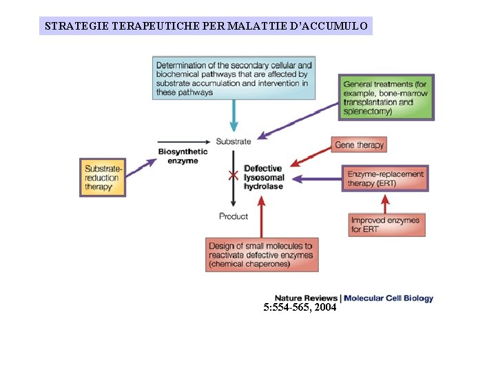 STRATEGIE TERAPEUTICHE PER MALATTIE D’ACCUMULO 5: 554 -565, 2004 