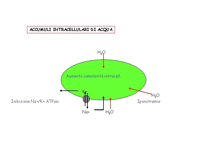 ACCUMULI INTRACELLULARI DI ACQUA H 2 O Aumento osmolarità intracell. K+ H 2 O