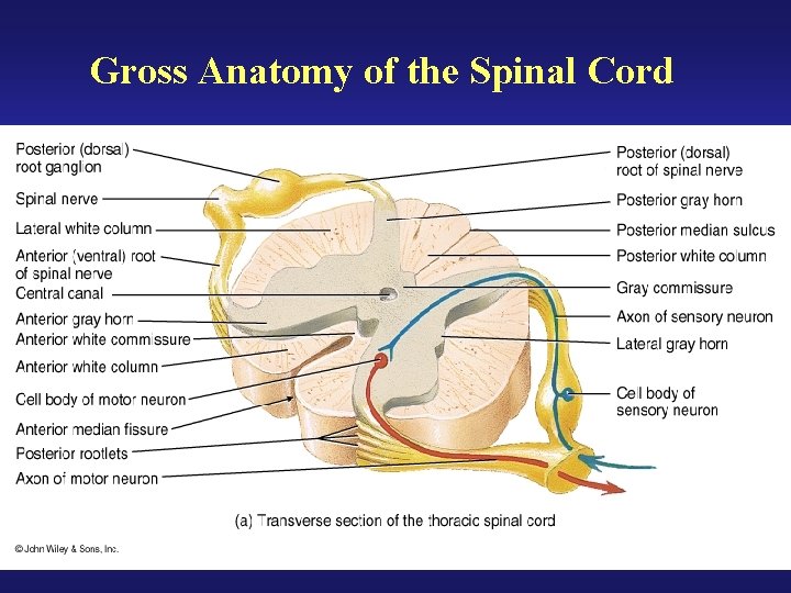 Gross Anatomy of the Spinal Cord 
