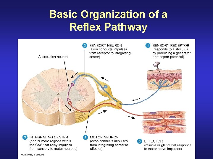 Basic Organization of a Reflex Pathway 