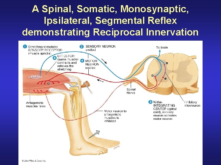 A Spinal, Somatic, Monosynaptic, Ipsilateral, Segmental Reflex demonstrating Reciprocal Innervation 