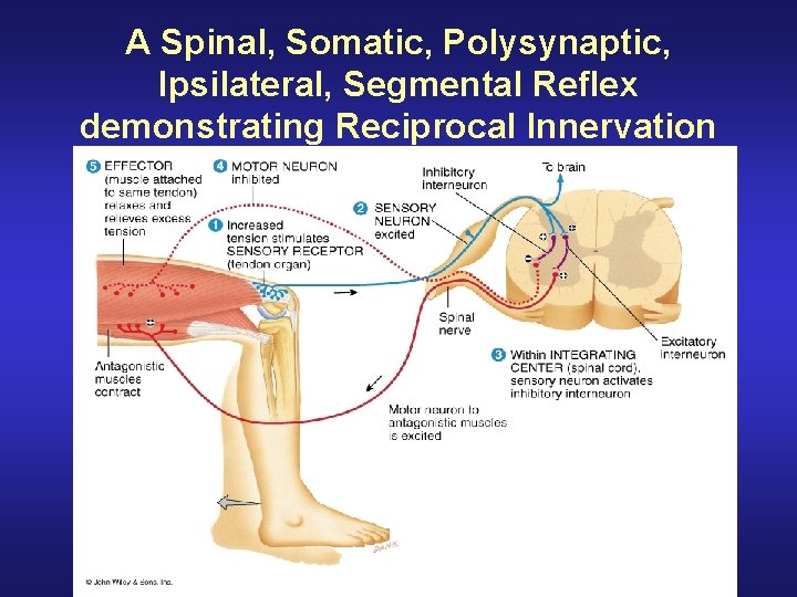 A Spinal, Somatic, Polysynaptic, Ipsilateral, Segmental Reflex demonstrating Reciprocal Innervation 