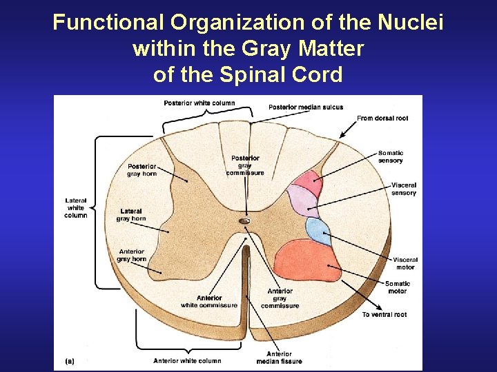 Functional Organization of the Nuclei within the Gray Matter of the Spinal Cord 