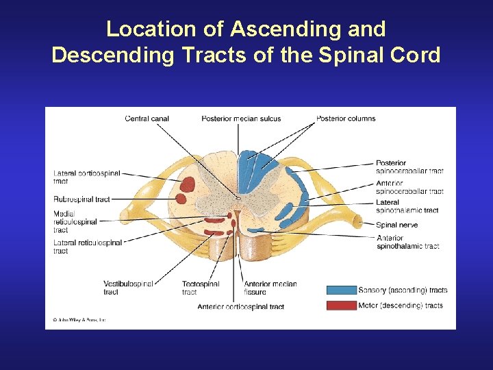 Location of Ascending and Descending Tracts of the Spinal Cord 
