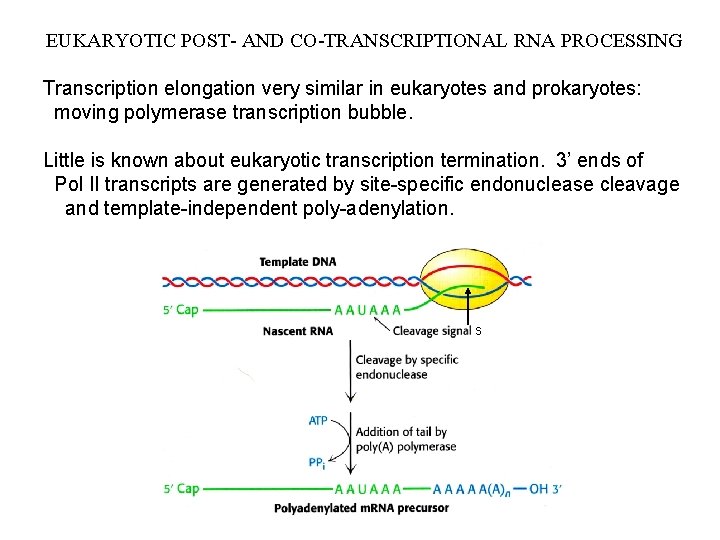 EUKARYOTIC POST- AND CO-TRANSCRIPTIONAL RNA PROCESSING Transcription elongation very similar in eukaryotes and prokaryotes: