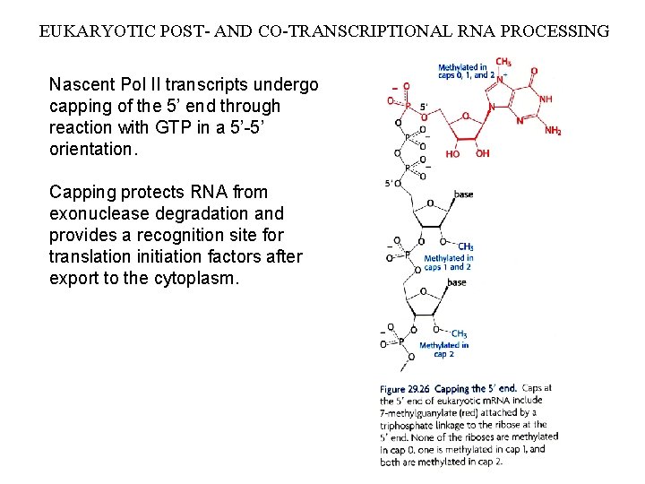 EUKARYOTIC POST- AND CO-TRANSCRIPTIONAL RNA PROCESSING Nascent Pol II transcripts undergo capping of the