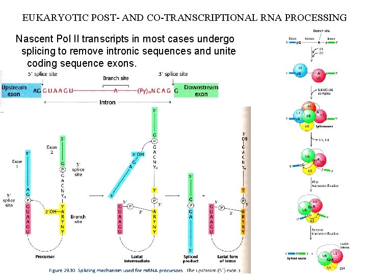 EUKARYOTIC POST- AND CO-TRANSCRIPTIONAL RNA PROCESSING Nascent Pol II transcripts in most cases undergo