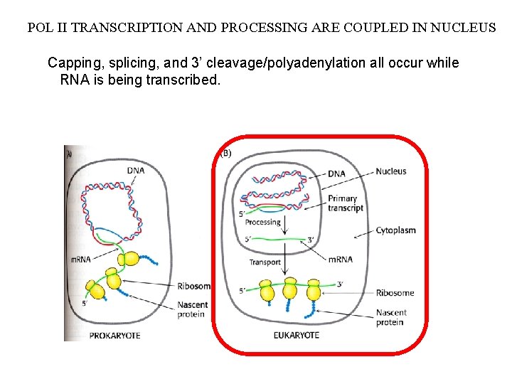 POL II TRANSCRIPTION AND PROCESSING ARE COUPLED IN NUCLEUS Capping, splicing, and 3’ cleavage/polyadenylation