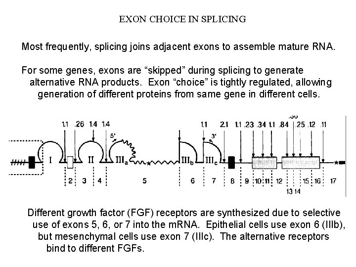 EXON CHOICE IN SPLICING Most frequently, splicing joins adjacent exons to assemble mature RNA.