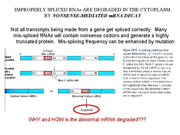 IMPROPERLY SPLICED RNAs ARE DEGRADED IN THE CYTOPLASM BY NONSENSE-MEDIATED m. RNA DECAY Not