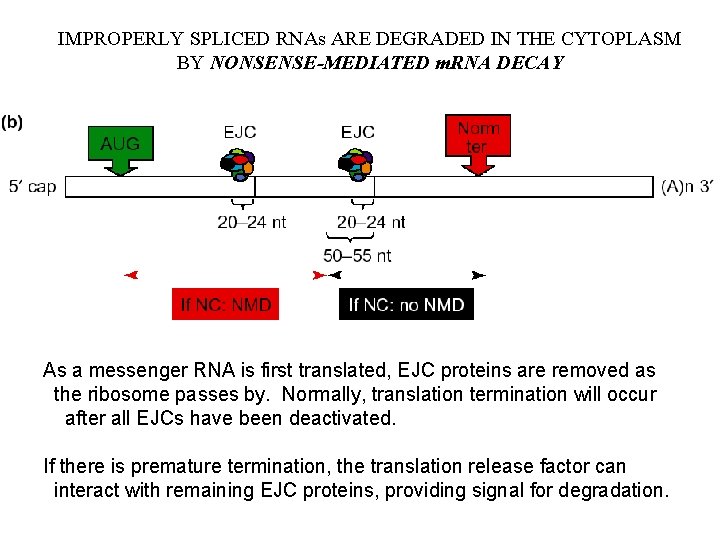 IMPROPERLY SPLICED RNAs ARE DEGRADED IN THE CYTOPLASM BY NONSENSE-MEDIATED m. RNA DECAY As