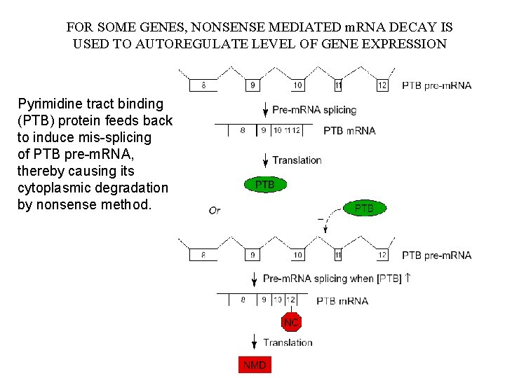 FOR SOME GENES, NONSENSE MEDIATED m. RNA DECAY IS USED TO AUTOREGULATE LEVEL OF