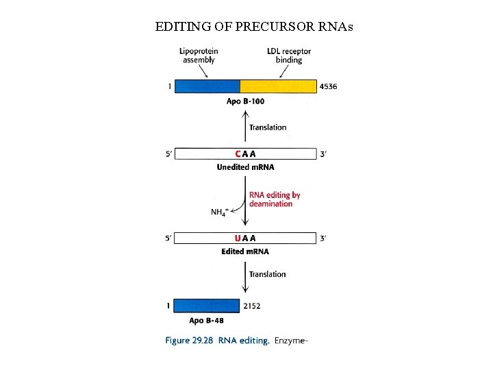 EDITING OF PRECURSOR RNAs 