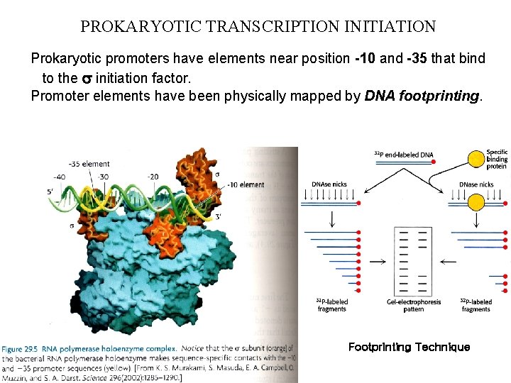 PROKARYOTIC TRANSCRIPTION INITIATION Prokaryotic promoters have elements near position -10 and -35 that bind