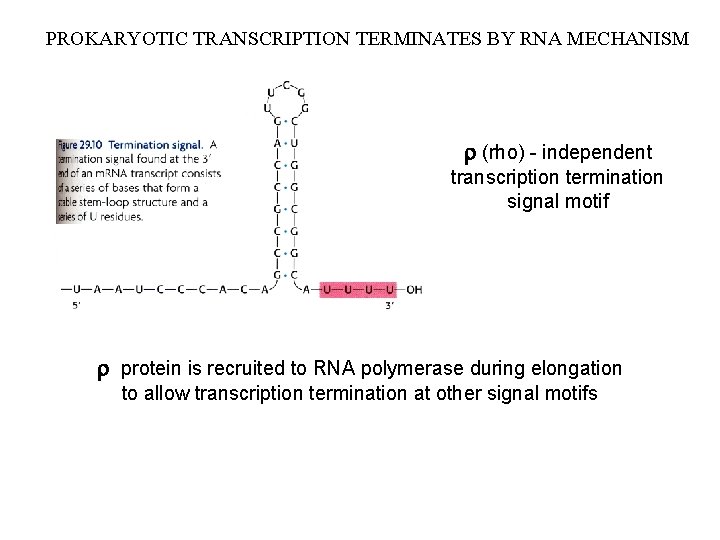 PROKARYOTIC TRANSCRIPTION TERMINATES BY RNA MECHANISM r (rho) - independent transcription termination signal motif