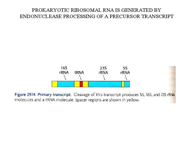 PROKARYOTIC RIBOSOMAL RNA IS GENERATED BY ENDONUCLEASE PROCESSING OF A PRECURSOR TRANSCRIPT 