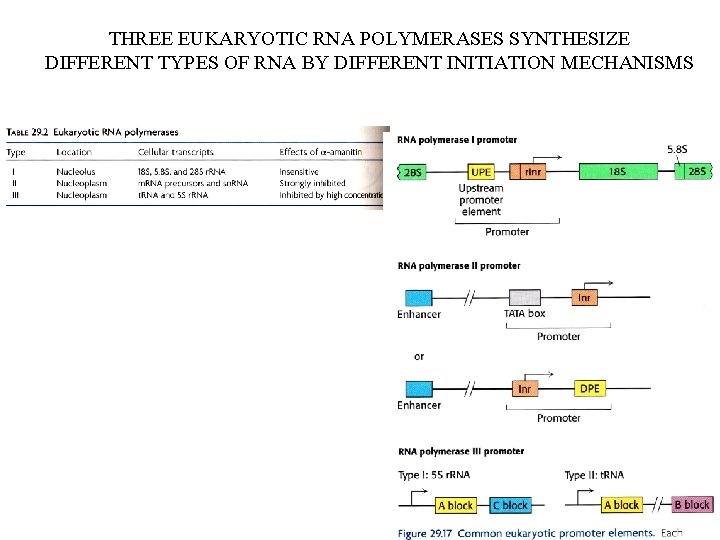 THREE EUKARYOTIC RNA POLYMERASES SYNTHESIZE DIFFERENT TYPES OF RNA BY DIFFERENT INITIATION MECHANISMS 